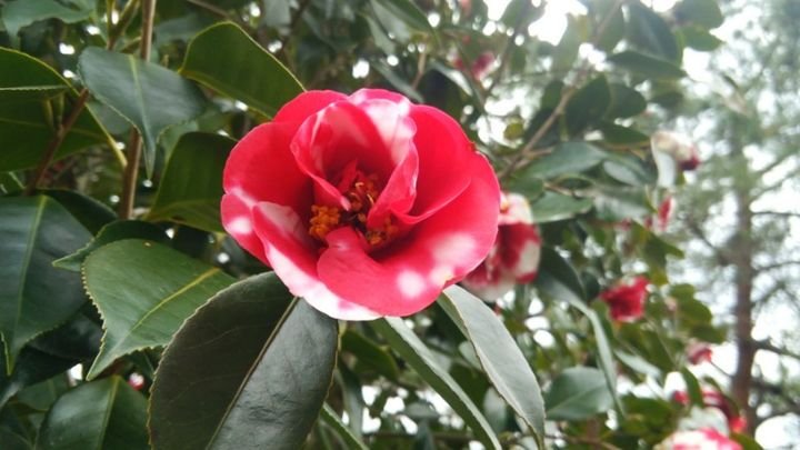 🏞️ 마이즈루 자연 문화원(마이즈루시젠분카엔) 이미지 8